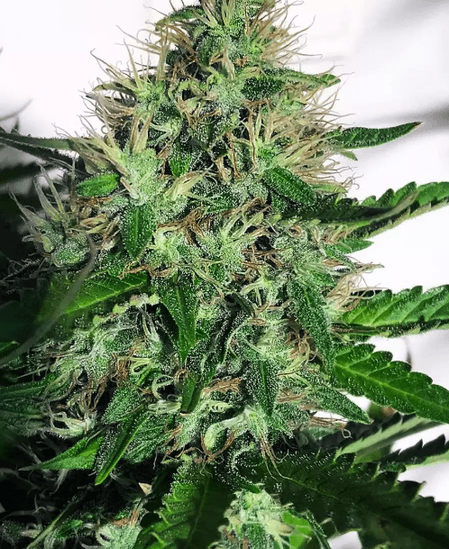 Ministry of Cannabis Cannabis Light cannabis plant image 1