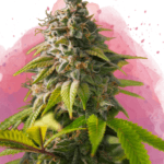Nirvana Seeds Amnesia cannabis plant image 1