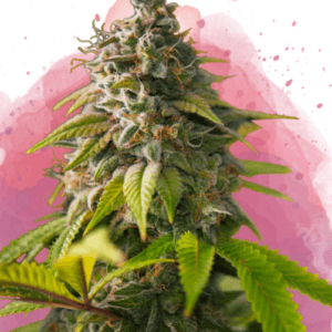 Nirvana Seeds Amnesia cannabis plant image 1