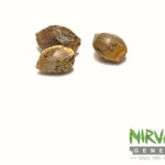 Nirvana Seeds Amnesia cannabis plant image 2