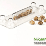 Nirvana Seeds Amnesia cannabis plant image 3