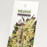 Nirvana Seeds Amnesia cannabis plant image 4