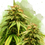 Nirvana Seeds Amnesia Auto cannabis plant image 1