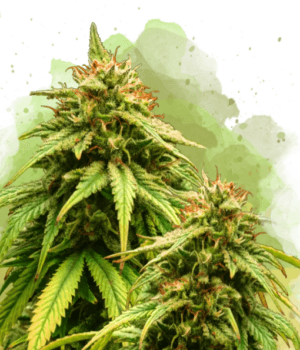 Amnesia Auto