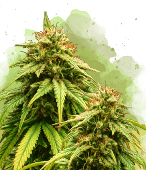 Nirvana Seeds Amnesia Auto cannabis plant image 1