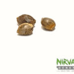 Nirvana Seeds Amnesia Auto cannabis plant image 2