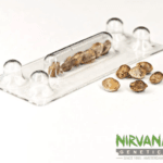 Nirvana Seeds Amnesia Auto cannabis plant image 3