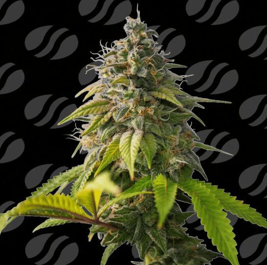 Original Sensible Seeds Orange Biscuit cannabis plant image 1