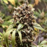 Original Sensible Seeds Orange Biscuit cannabis plant image 2