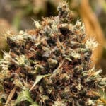 Original Sensible Seeds Orange Biscuit cannabis plant image 3