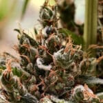 Original Sensible Seeds Orange Biscuit cannabis plant image 4