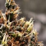 Original Sensible Seeds Orange Biscuit cannabis plant image 5