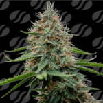 Original Sensible Seeds Poison Cookies cannabis plant image 1