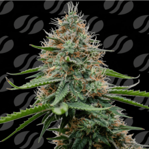 Original Sensible Seeds Poison Cookies cannabis plant image 1