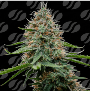 Poison Cookies