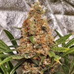 Original Sensible Seeds Poison Cookies cannabis plant image 2