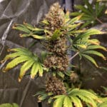 Original Sensible Seeds Poison Cookies cannabis plant image 3