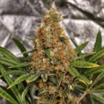 Original Sensible Seeds Poison Cookies cannabis plant image 4