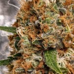 Original Sensible Seeds Poison Cookies cannabis plant image 5