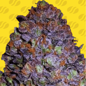 Purple Haze