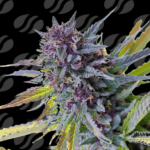Original Sensible Seeds Purple Lemon Tree XL Auto cannabis plant image 1