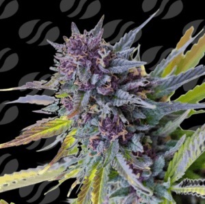 Purple Lemon Tree XL Auto