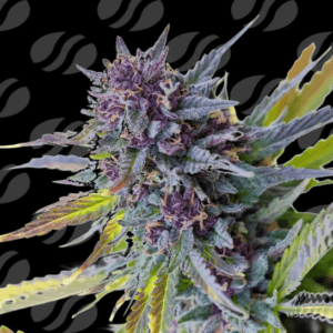 Original Sensible Seeds Purple Lemon Tree XL Auto cannabis plant image 1