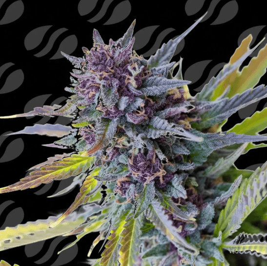 Original Sensible Seeds Purple Lemon Tree XL Auto cannabis plant image 1