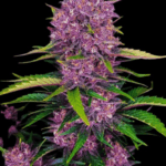 Original Sensible Seeds Purple Lemon Tree XL Auto cannabis plant image 2