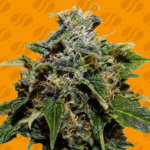Original Sensible Seeds Skunk cannabis plant image 1