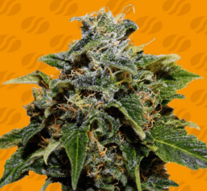 Skunk