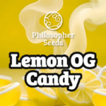 Philosopher Seeds Philosopher Indoor Mix New cannabis plant image 2