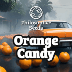 Philosopher Seeds Philosopher Indoor Mix New cannabis plant image 4