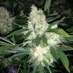 Phoenix Cannabis Seeds AK27 Express Auto cannabis plant image 1