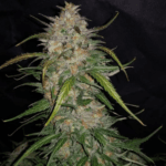 Phoenix Cannabis Seeds AK27 Express Auto cannabis plant image 2