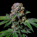 Pure Instinto AcaDos Delight cannabis plant image 1