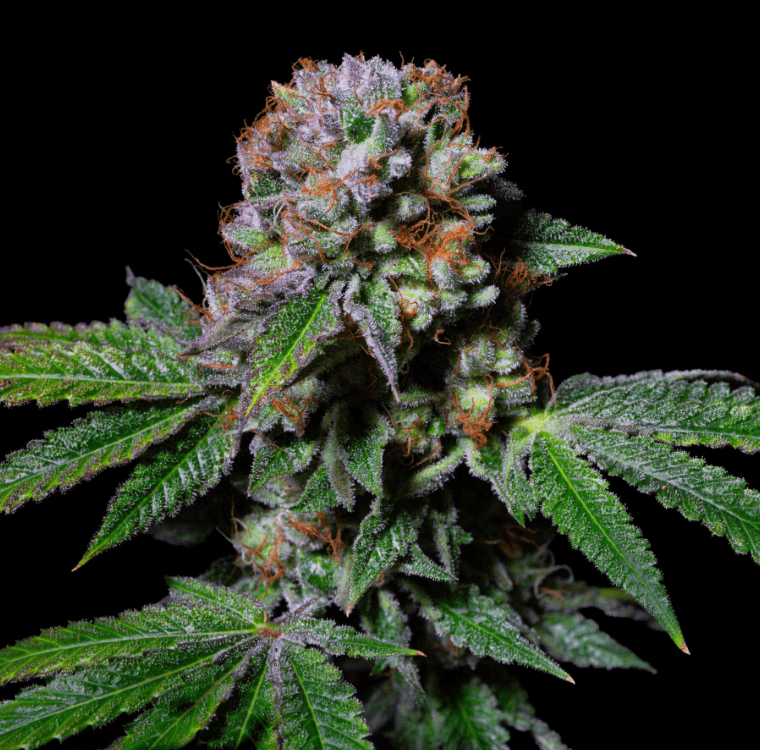 Pure Instinto AcaDos Delight cannabis plant image 1