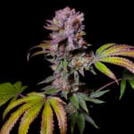 Pure Instinto AcaDos Delight cannabis plant image 3