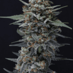 Pure Instinto Alien Snack Auto cannabis plant image 1