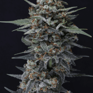 Pure Instinto Alien Snack Auto cannabis plant image 1