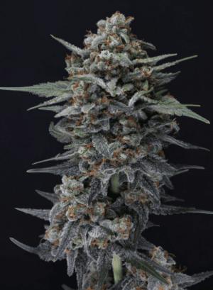 Alien Snack Auto