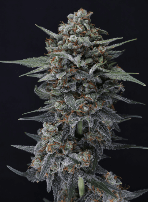 Pure Instinto Alien Snack Auto cannabis plant image 1