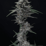 Pure Instinto Alien Snack Auto cannabis plant image 2