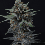 Pure Instinto Alien Snack Auto cannabis plant image 3
