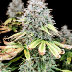 Pure Instinto Apple OG cannabis plant image 1