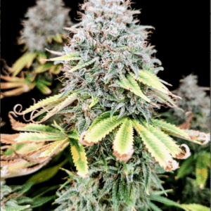 Pure Instinto Apple OG cannabis plant image 1