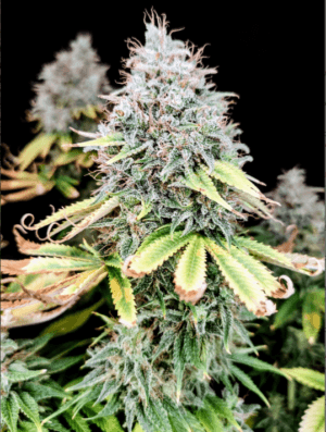 Apple OG