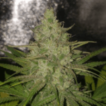 Pure Instinto Apple OG cannabis plant image 2