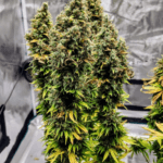 Pure Instinto Apple OG cannabis plant image 3