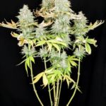 Pure Instinto Apple OG cannabis plant image 4